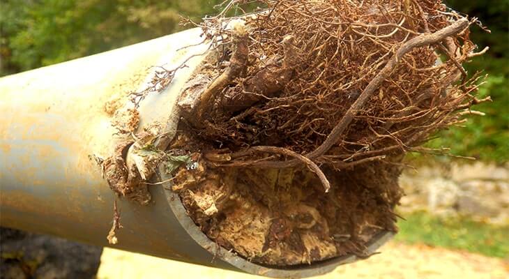 How to Stop Tree Roots From Growing Into Your Drainage Pipes